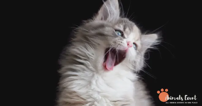 What Is The Temperament Of A Siamese Ragdoll Cat