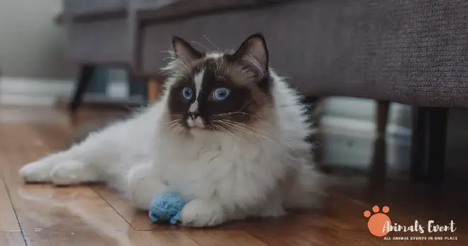 What To Consider Before Bringing This Cat Home