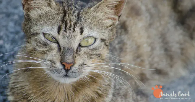 Do Cross-Eyed Cats See Normal