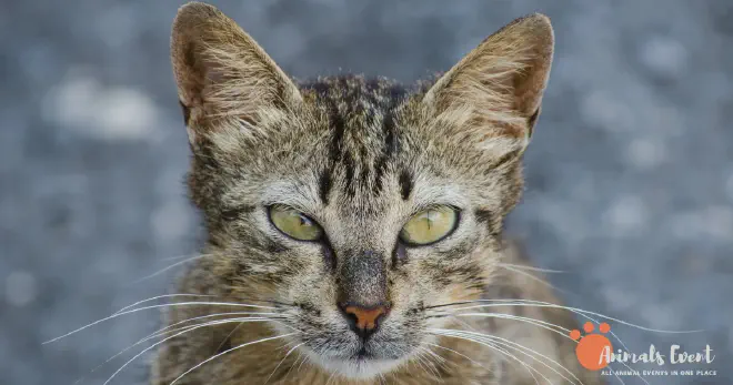 Is It Common For Siamese Cats To Have Eye Problems