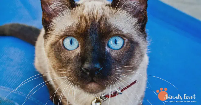 The Significance Of The Siamese Cat’s Cross-Eye