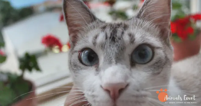 Why Does My Siamese Cat Look Cross-Eyed