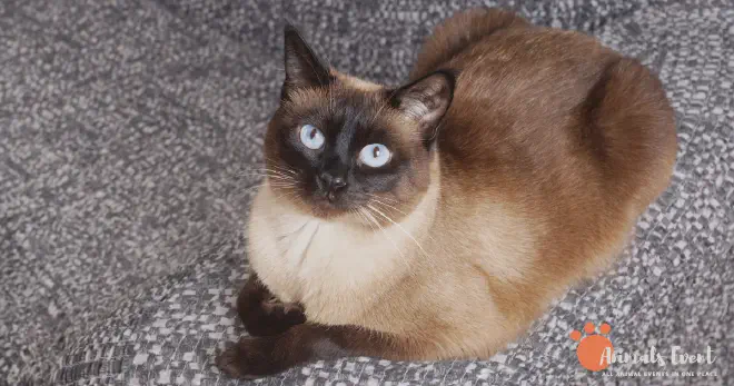 About Siamese Cats