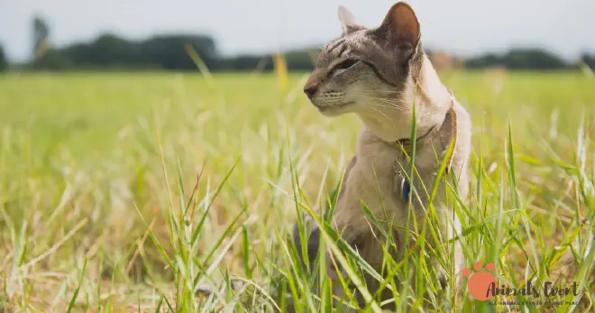 How Big Does a Siamese Tabby Mix Grow