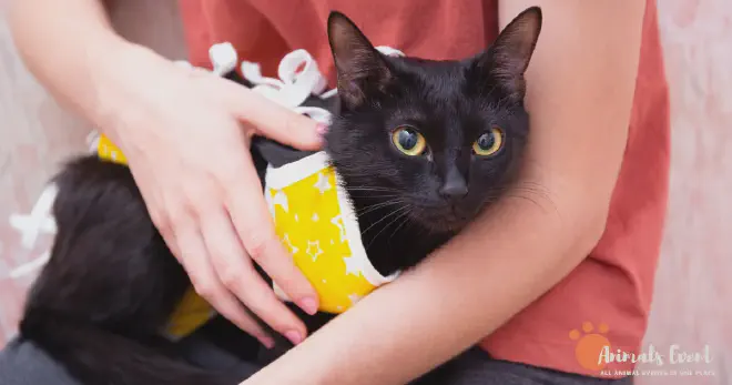 Is the Siamese Tabby Mix a Good Family Cat