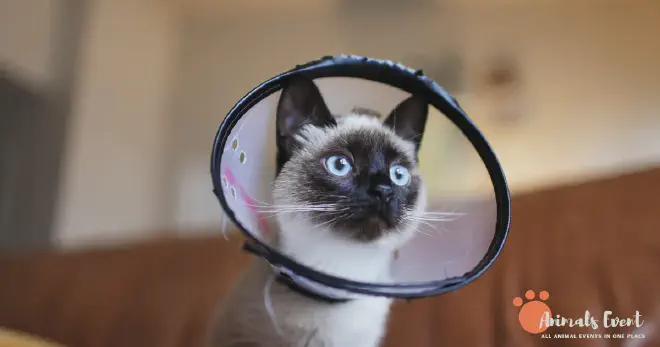 Siamese Tabby Mix Common Health Problems