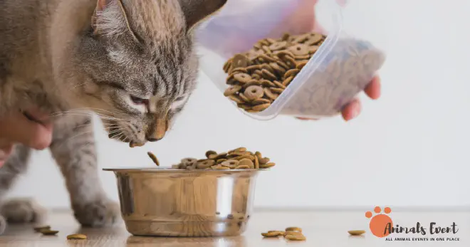 Siamese Tabby Mix Feeding