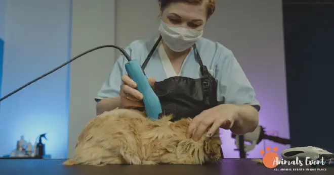 Siamese Tabby Mix Grooming