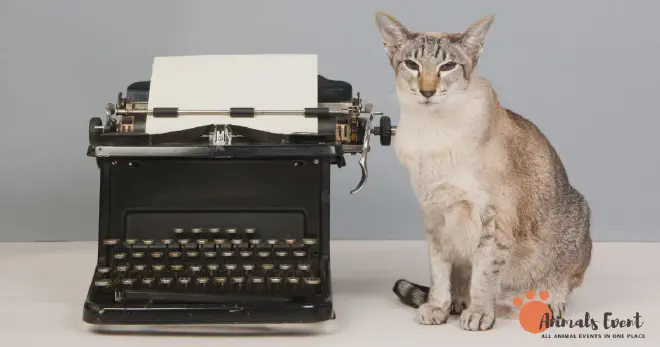 Siamese Tabby Mix Price