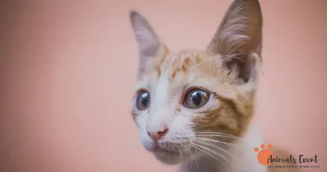 Siamese Tabby Mix Pros and Cons