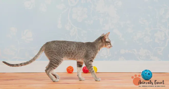 Siamese Tabby Mix Training &amp; Exercise