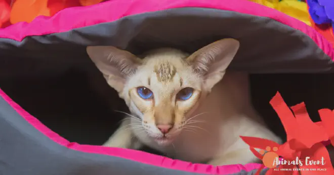 Siamese Tabby Mix Weather Tolerance