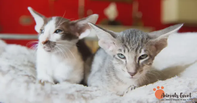 What is a Siamese Tabby Mix