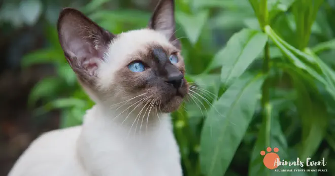 Are Tortie Point Siamese Cats Rare