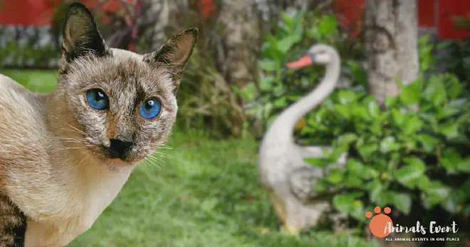 Characteristics of Tortie Point Siamese Cats