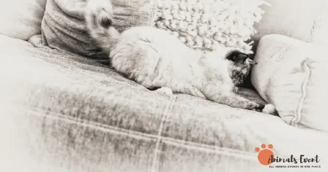 Cons of Owning a Tortie Point Siamese Cat