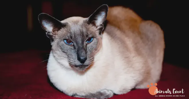 Different Variations of Tortie Point