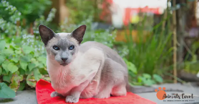 Finding A Tortie Point Siamese Cat