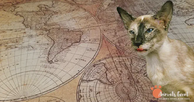 History of Tortie Point Siamese Cats