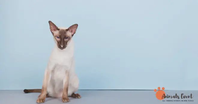 Pros of Owning a Tortie Point Siamese Cat