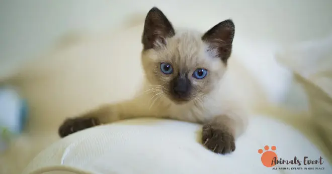 Care and Grooming Requirements of Tortie Point Siamese Cats