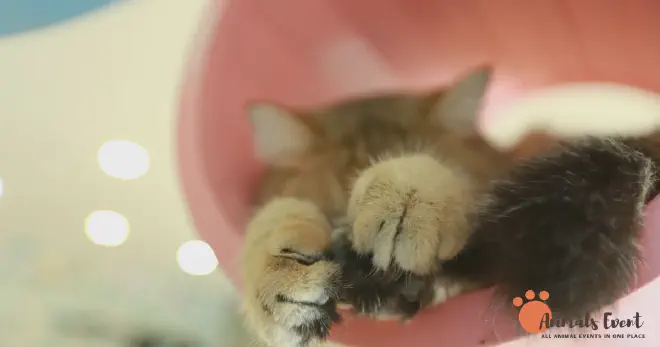 Maintaining A Warm Nose