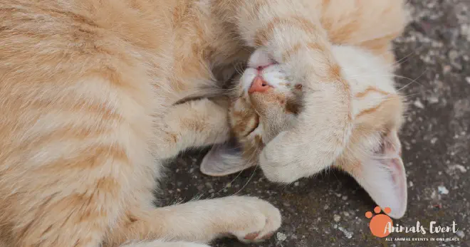 Protection Against Dust &amp; Dirt