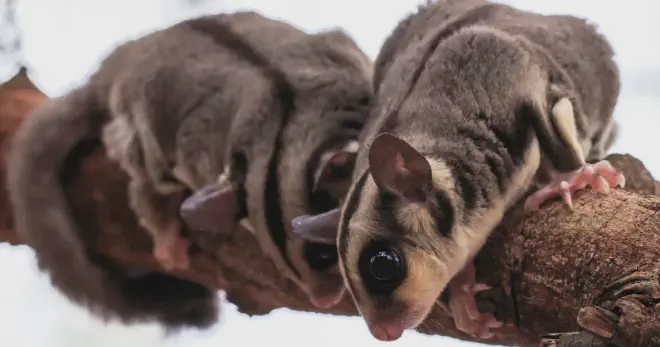 Sugar gliders bark to attract mates. The males will bark to let the females know that they are interested in breeding.