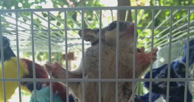 Sugar gliders are social animals that need companionship and stimulation. If they are kept alone or in a small cage with nothing to do, they may bark to express their frustration or to seek attention from you or other sugar gliders. You can prevent this by getting another sugar glider of the same sex or a neutered male as a cage mate, providing them with a large and enriched cage with toys, branches, pouches, and hiding places, and spending time with them every day.