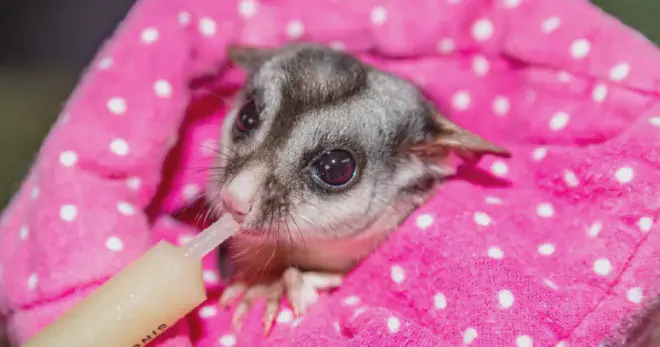 Sugar gliders are masters at hiding their illness, but a change in their barking pattern or frequency could be a sign of an underlying health issue. If you notice that your sugar glider is barking more than usual, it&rsquo;s best to take them to a vet for a check-up.