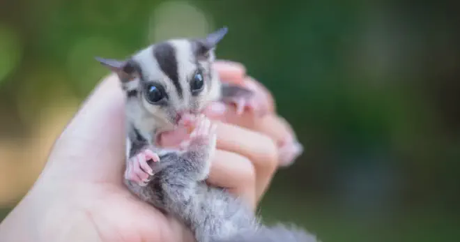 Sugar gliders are social and vocal animals that use a variety of noises to communicate with each other and their owners. In addition to barking, sugar gliders can make the following noises: