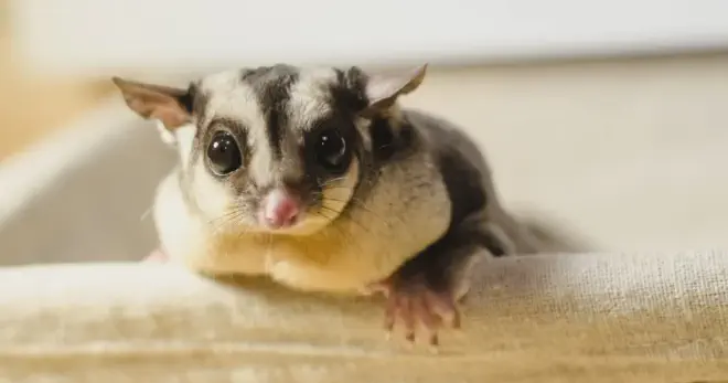 Sugar gliders are small, marsupial mammals that are native to Australia. Sugar gliders are nocturnal animals, which means they are active at night and sleep during the day. They are popular pets because they are relatively easy to care for and they are very social creatures. They have a variety of vocalizations, such as chirping, hissing, crabbing, and barking. Barking is a loud and repetitive sound that can be heard from a distance. It sounds like a small dog or a toy squeaking. However, one thing that some people find off-putting about sugar gliders is their tendency to bark.