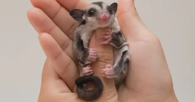 Sugar glider barking is a normal and natural behavior that has many meanings and purposes. By understanding why they bark and how to respond to it, you can improve your relationship with your sugar glider and make them feel more comfortable and content.