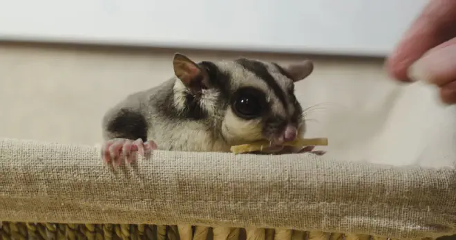 Sugar gliders are prey animals that have many natural predators in the wild. A high-pitched, continuous bark may indicate that your sugar glider is scared or stressed. They may bark when they sense danger or when they are exposed to loud noises, bright lights, unfamiliar smells, sudden movements or changes in their environment.