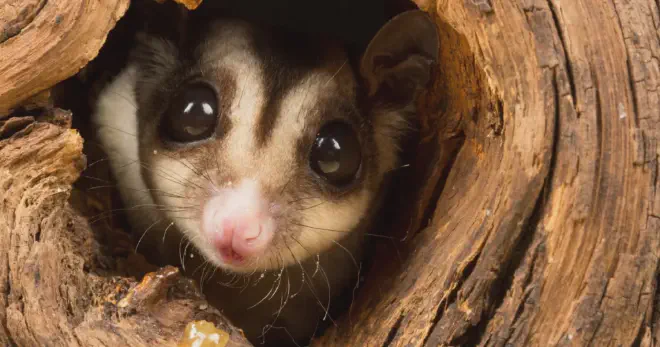 Sugar gliders have a very strong sense of smell and they use their barks to mark their territory. This bark is a signal to other sugar gliders or animals to stay away from their territory. This helps them to keep other sugar gliders out of their space. It is often accompanied by hissing or crabbing (arching their back, spreading their arms and legs, and making a loud noise).