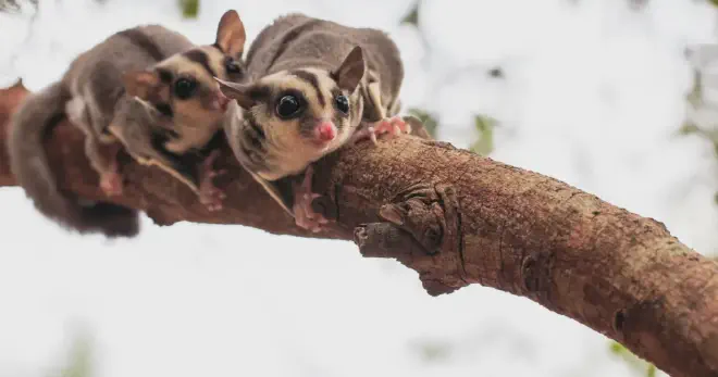 Sugar gliders are very social creatures and they use a variety of vocalizations to communicate with each other. Barking is one of the ways that they communicate. Sugar gliders may bark to locate or call other sugar gliders in their colony. They may also bark to warn or alert other sugar gliders of potential threats or to establish their territory or dominance.