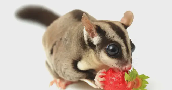 Sugar gliders are very expressive creatures and they use their vocalizations to express a wide range of emotions. Barking is one way that they express excitement. Sugar gliders may also bark when they are having fun or playing with you or other sugar gliders. They may also bark when they see something interesting or stimulating, such as food, toys, or new objects.