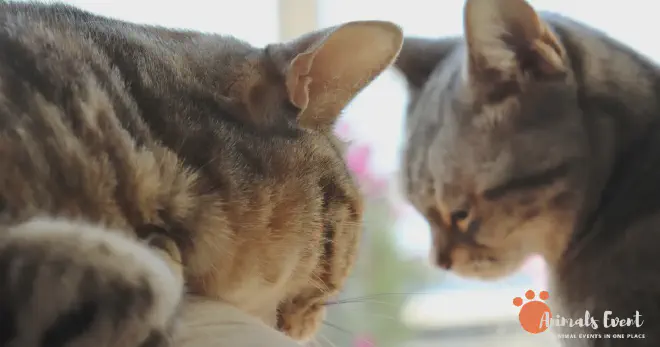 Encouraging or Discouraging Face-Down Sleeping