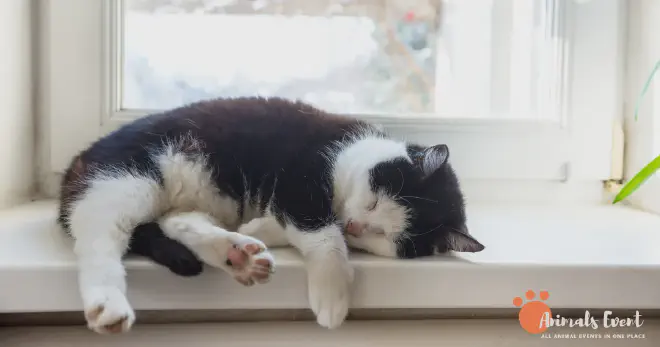 Is It Normal For Cats To Sleep Face Down