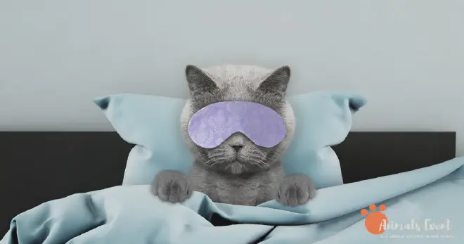 Understanding Your Cat&rsquo;s Sleeping Habits