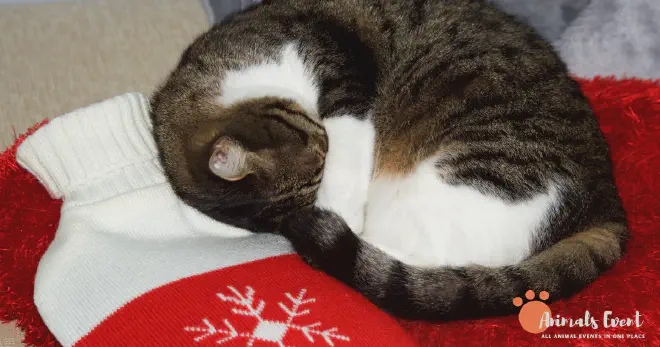 Why Do Cats Sleep Face Down