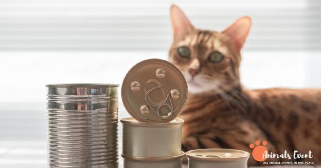 How to Choose a Good Cat Food