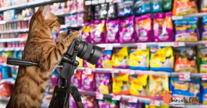 The Dirty Dozen_ 12 Cat Food Brands to Avoid